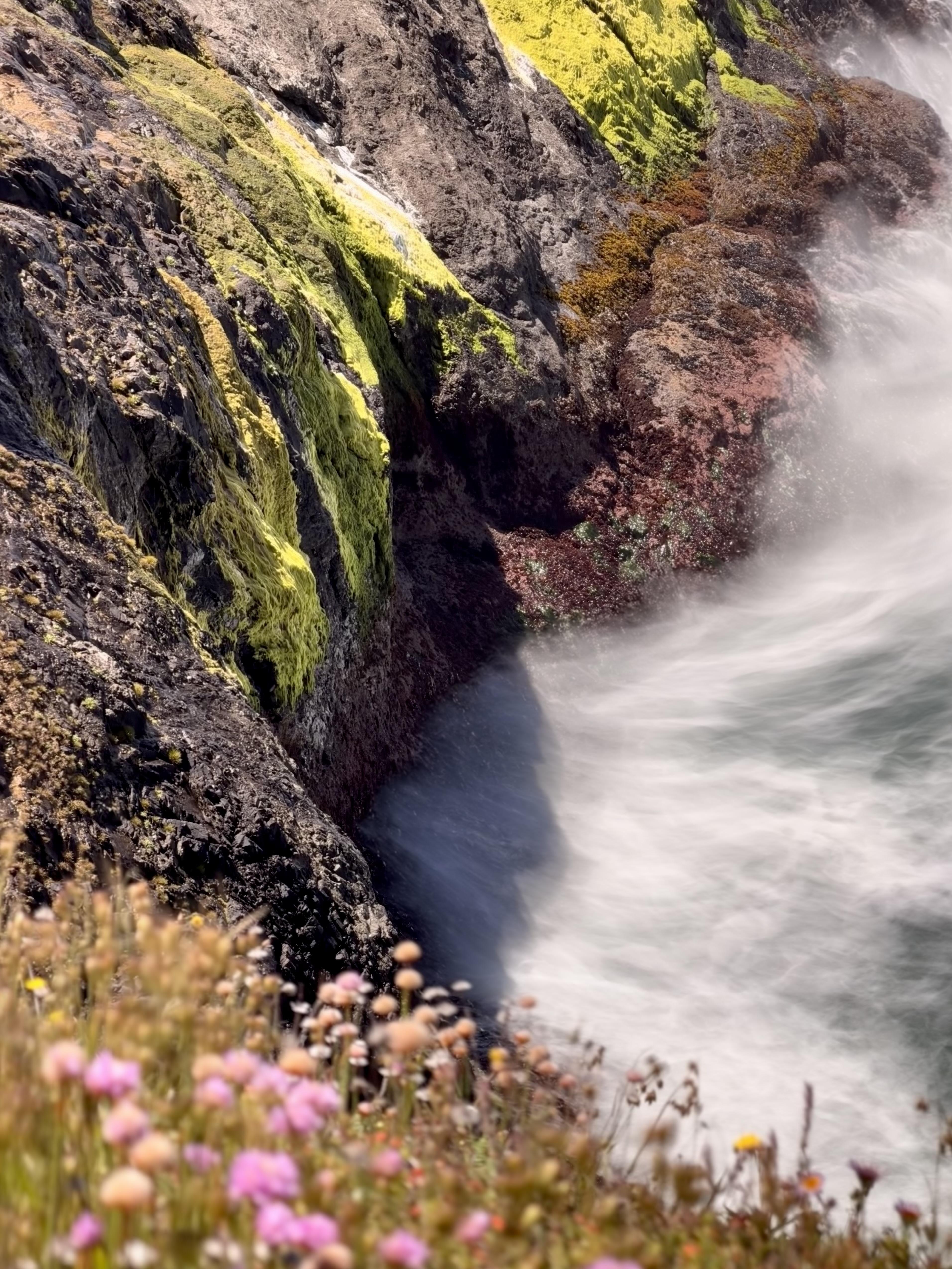 Wildflowers and breaking surf on a rocky coastline