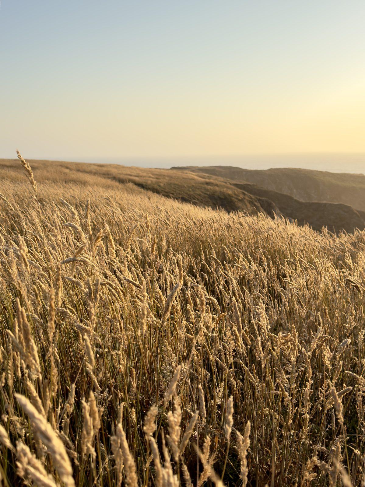 Coastal grasses at dusk on the Mendocino coast